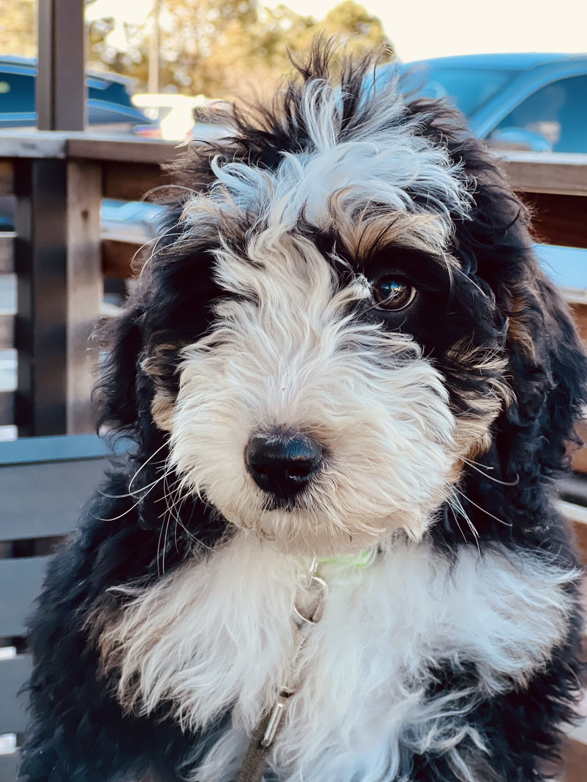 Close-up of a black and white bernadoodle looking indirectly at the camera, hair disheveled.